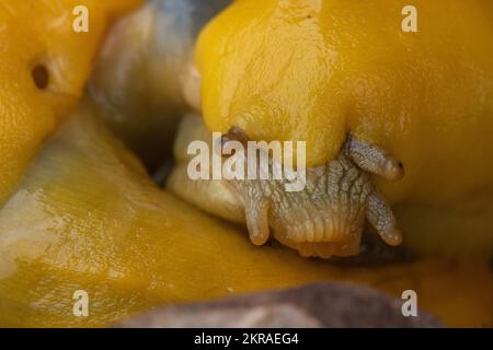 Die kalifornische Banana Slug (Ariolimax californicus) paart sich auf dem Waldboden im Big Basin Redwoods State Park in den Santa Cruz Mountains, CA. Stockfoto