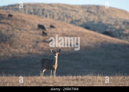 Ein Schwarzschwanzhirsch (Odocoileus hemionus), der in Kalifornien auf einem Feld vor einem Hügel mit Kühen steht. Stockfoto