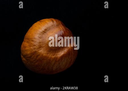 Ein Makrofoto einer Kastanie aus einem kalifornischen Buckeye (Aesculus californica) isoliert auf schwarzem Hintergrund. Stockfoto