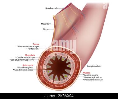 Dünndarmdiagramm. Querschnitt eines typischen Abschnitts der Darmwand, der die Schichten zeigt: Schleimhaut, Submukosa, Muscularis und Serosa. Stock Vektor