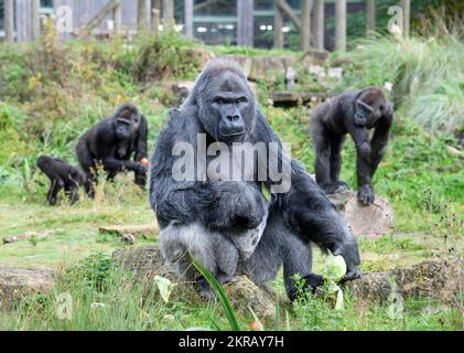 Jock, der Silverback Lowland Gorilla im Bristol Zoo. Stockfoto
