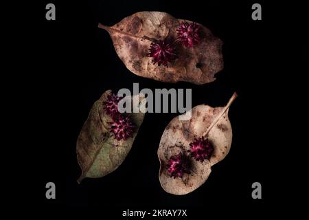 Die Seeigel-Gallenwespe (Cynips quercusechinus) erzeugt diese ungewöhnlichen Gallenblasen auf Eichenblättern. Makro aufgenommen in Kalifornien, USA. Stockfoto