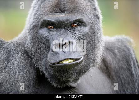 Jock, der Silverback Lowland Gorilla im Bristol Zoo. Stockfoto