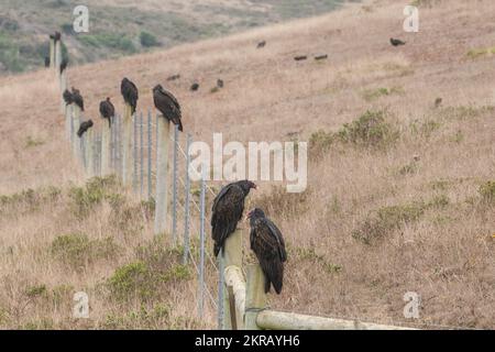 Eine große Herde von Truthahngeiern (Cathartes Aura), die auf Zaunpfählen in Point Reyes National Seasore, Kalifornien, sitzen. Stockfoto