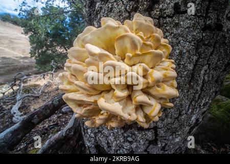 WESTERN Hardwood Sulphur Shelf (Laetiporus gilbertsonii), das auf einer Eiche in Kalifornien, USA, wächst. Stockfoto