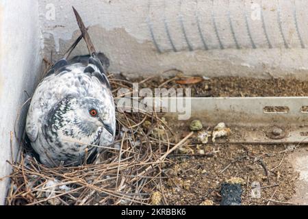 Die Taube sitzt auf Eiern in einem Nest an der Fassade eines Stadthauses Stockfoto