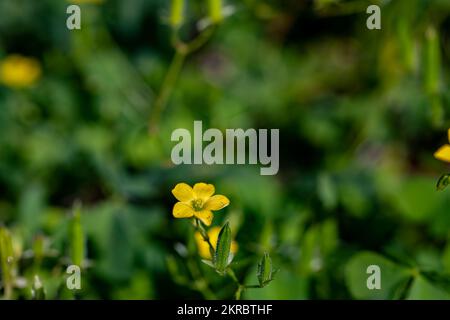 Oxalis dillenii Blume wächst auf der Wiese Stockfoto