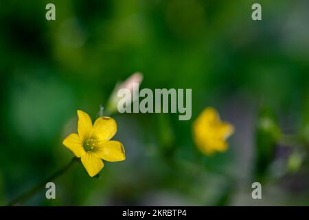 Oxalis dillenii Blume wächst auf der Wiese Stockfoto