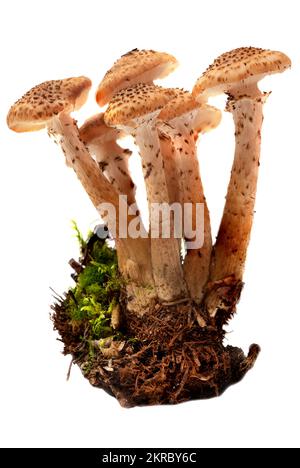 Armillaria mellea - Honiggel-Hallimasch-Pilz isoliert auf weißem Hintergrund. Selektiver Fokus mit geringer Tiefenschärfe. Stockfoto