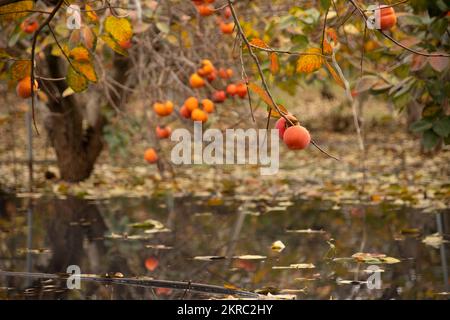 Reflexion im Wasser der reifen Früchte der Persimone. Israel Stockfoto