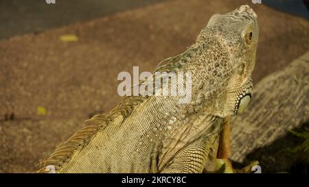 Als Tierfreunde können Sie den großen gelben Leguan oder die Eidechse aus der Nähe betrachten und sich in der Kultivierung oder im Zoo befinden Stockfoto