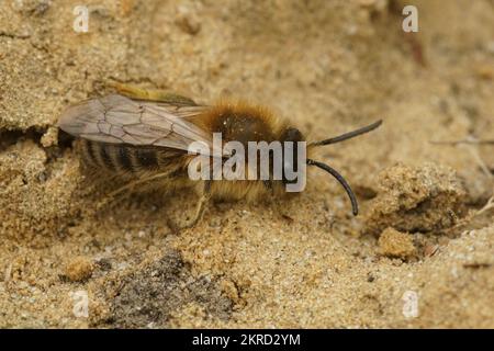 Natürliche Nahaufnahme einer männlichen Cellophane-Einzelbiene, Colletes cunicularius, die auf dem Boden sitzt Stockfoto