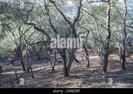 Ein Eichenwald in Monterey County, Kalifornien, mit vielen alten Eichen an einem Hügel. Stockfoto