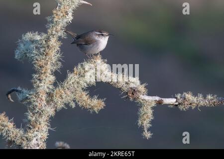 Bewick's Wren (Thryomanes bewickii) auf einem modrigen Zweig in der Nähe von Monterey, Kalifornien. Stockfoto