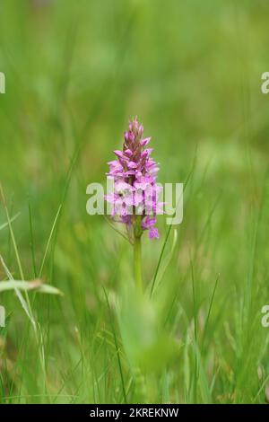 Vertikale farbenfrohe Nahaufnahme auf einer lila blühenden südlichen Sumpforchidee, Dactylorhiza praetermissa subsp. Praetermissa auf einer grünen Wiese Stockfoto