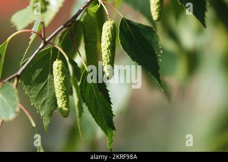 Birkenknospen, die im Frühling an Baumästen in Schlingen hängen Stockfoto