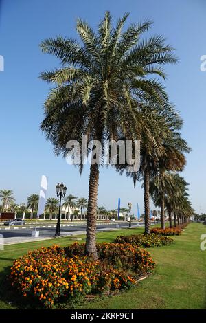 Sharjah, VAE 21. Februar 2020: Landschaftsgestaltung der Stadt mit Palmengassen entlang der Straßen Stockfoto