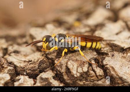Nahaufnahme einer Bienenschwanzwespe, Cerceris rybyensis, die auf Holz sitzt Stockfoto