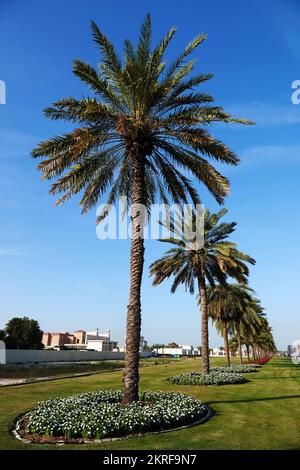 Sharjah, VAE 21. Februar 2020: Landschaftsgestaltung der Stadt mit Palmengassen entlang der Straßen Stockfoto