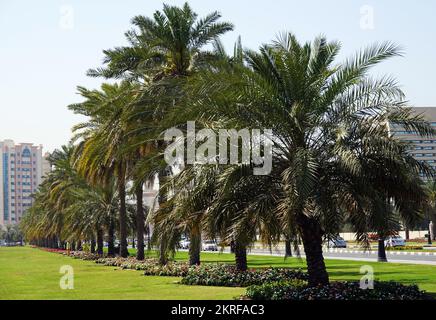 Sharjah, VAE 21. Februar 2020: Landschaftsgestaltung der Stadt mit Palmengassen entlang der Straßen Stockfoto