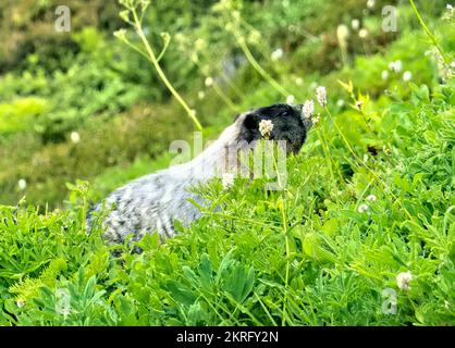 Hoary Marmot (Marmota caligata), Glacier Peak Wilderness, North Cascades, Pacific Crest Trail, Washington, USA Stockfoto