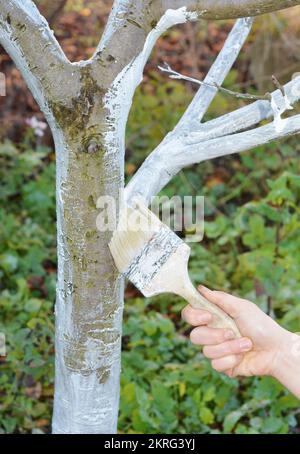 Gärtner mit Pinselpinsel zum Weißwaschen des Baumstamms. Die weiße Wäsche bedeckt den Baumstamm, um ihn vor Verbrühungen durch die Sonne im Frühling zu schützen. Stockfoto