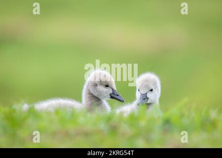 Zwei schwarze Schwanenzygnete, die sich zwischen langem Gras mit naturgrünem Wiesenhintergrund befinden. Stockfoto