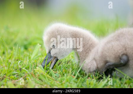 Nahaufnahme eines schwarzen Schwan-Cygnet, der Gras frisst Stockfoto