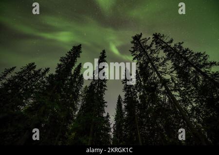 Blick auf die leuchtend grüne Aurora, die über die neblige schwedische Waldlandschaft am Tannfforsen scheint Wasserfall Lichtstrahlen Nordlichter färben den Himmel in verschiedenen Farben Stockfoto