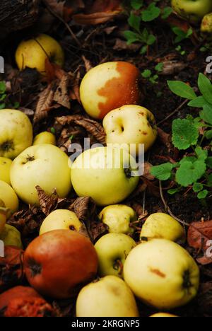 Im Herbst sind die Äpfel vom Baum gefallen und liegen auf dem Boden. Ganze und faule Äpfel. Obst von einem wilden Apfelbaum. Stockfoto