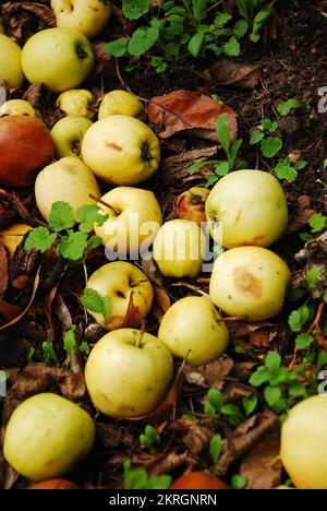 Im Herbst sind die Äpfel vom Baum gefallen und liegen auf dem Boden. Ganze und faule Äpfel. Obst von einem wilden Apfelbaum. Stockfoto