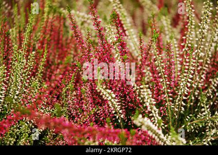 Mehrfarbige Heideblumen blühen in einem Blumentopf. Grün, Pink, Lila und Weiß. Calluna vulgaris. Garten. Herbst. Stockfoto