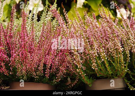 Mehrfarbige Heideblumen blühen in einem Blumentopf. Grün, Pink, Lila und Weiß. Calluna vulgaris. Straßenladen. Herbst. Stockfoto