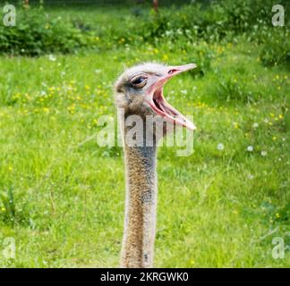 Porträt des Kopfes und des langen Halses eines Straußes mit einem offenen Schnabel vor dem Hintergrund von grünem Gras. Stockfoto