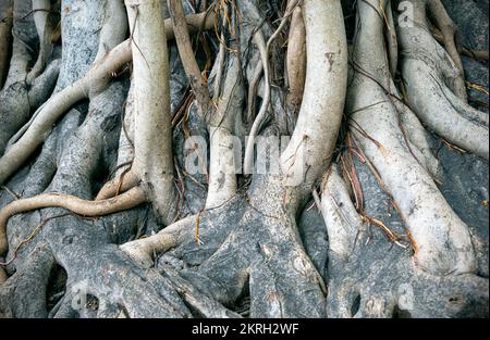 Nahaufnahme des Stamms von Banyan Tree oder Ficus benghalensis mit viel langen verflochtenen Wurzeln in einem wilden Dschungelwald Stockfoto