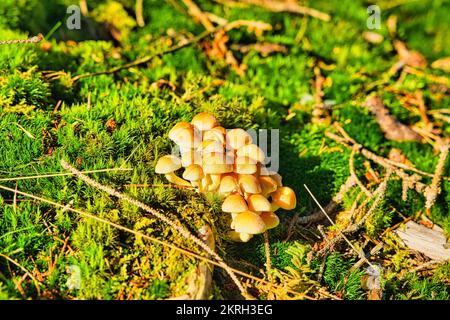 Der Schwefel Tuft, Hypholoma fascuiculare, ist ein giftiger Pilz, gestapeltes Makrofoto Stockfoto