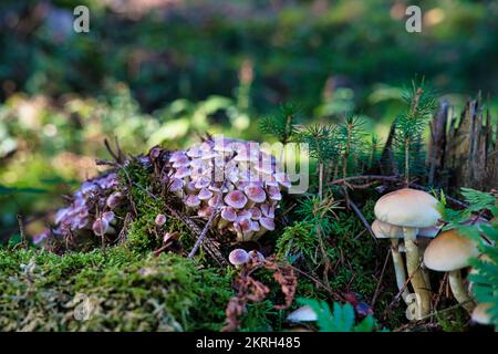 Der Schwefel Tuft, Hypholoma fascuiculare, ist ein giftiger Pilz, gestapeltes Makrofoto Stockfoto