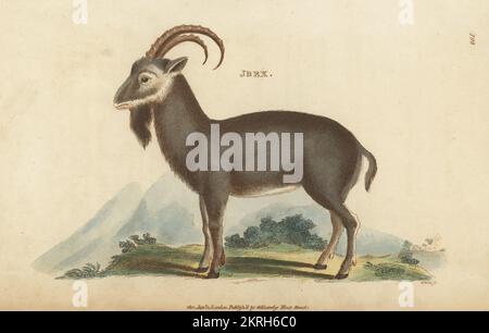 Alpenibex, Capra ibex. Auch bekannt als steinbock oder Bouquetin. Ibex, Copra ibex. Handfarbene Kupferplatten-Gravur von White aus George Shaws General Zoology: Mammalia, Thomas Davison, London, 1801. Stockfoto