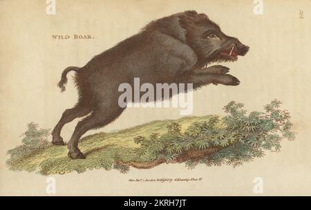 Eurasisches Wildschwein, Wildschwein, Sus scrofa. Handfarbene Kupferplatten-Gravur von James Heath aus George Shaws allgemeiner Zoologie: Mammalia, Thomas Davison, London, 1801. Stockfoto