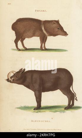 Nackenpekka, Dicotyles Tajacu und Buru babirusa oder Babiroussa des Moluques, Babyrousa babyrussa. Pecari, Sus tajassu und babyroussa, Sus babyrussa. Handfarbene Kupferplatten-Gravur von James Heath aus George Shaws allgemeiner Zoologie: Mammalia, Thomas Davison, London, 1801. Stockfoto