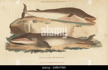 Buckelwal, Megaptera novaeangliae und Flossenwal, Balaenoptera physalus. Zwergmystin, Balaena Boops und Flossenmystin, Balaena physalus. Handfarbene Kupferplatten-Gravur von White aus George Shaws General Zoology: Mammalia, Thomas Davison, London, 1801. Stockfoto