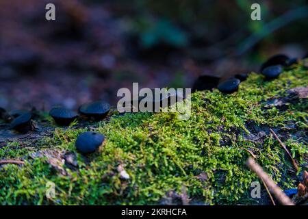 Black Bulgar Pilze, Bulgaria inquinans oder Phaeobulgaria Inquinans auf einem Moosbaum in Deutschland Stockfoto