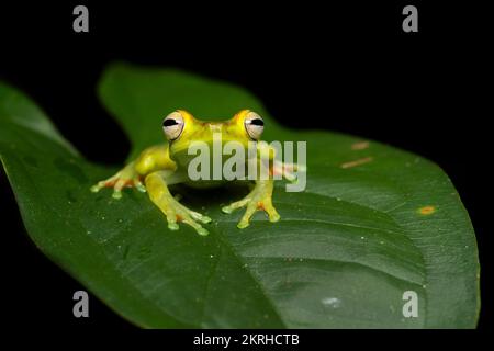 Kanalzone Baumfrosch Stockfoto