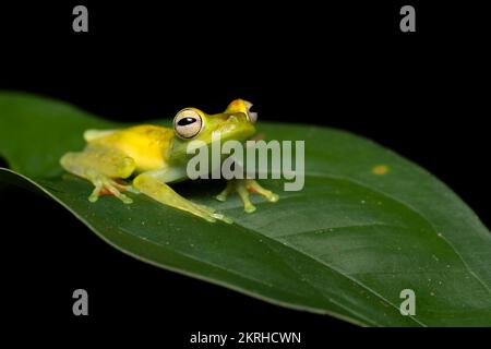 Kanalzone Baumfrosch Stockfoto