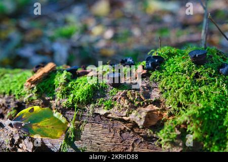 Black Bulgar Pilze, Bulgaria inquinans oder Phaeobulgaria Inquinans auf einem Moosbaum in Deutschland Stockfoto