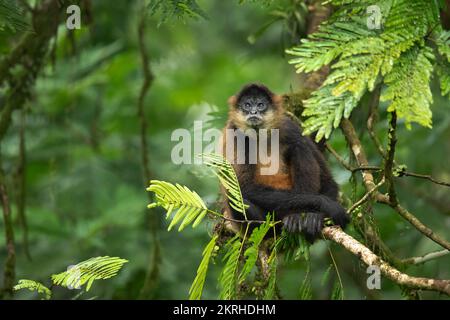 Geoffroy's spider Monkey Stockfoto