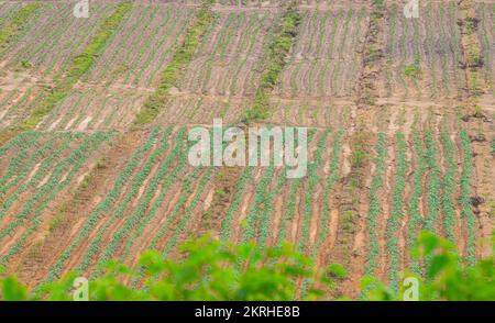 Kautschukplantagen-Anbaugebiet im Süden Thailands, Latex-Gummi, para-Kautschuk-Baumgarten Stockfoto