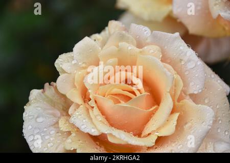 Rosenblüte in voller Blüte. Es handelt sich um eine Nahansicht und der Hintergrund ist unscharf. Stockfoto