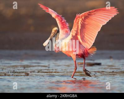 Rosige Löffler Stockfoto