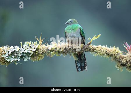 Herrlicher Quetzal Stockfoto